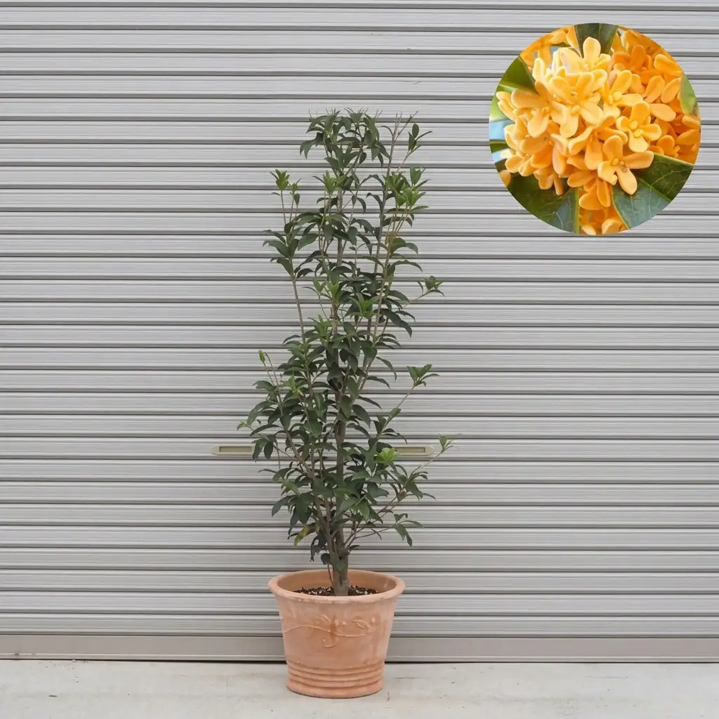 鉢植え 金木犀 キンモクセイ オリーブ柄 鉢植え 40cm