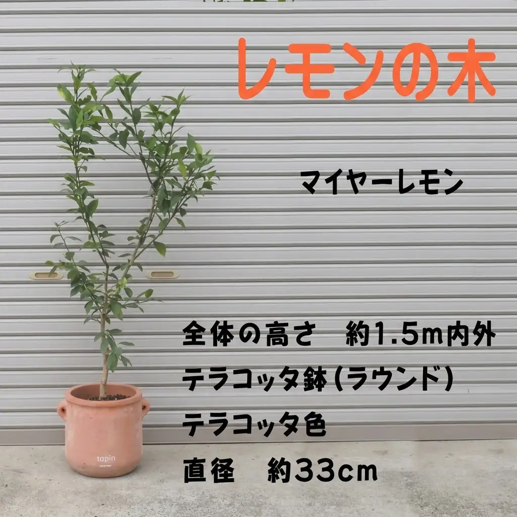 鉢植え レモンの木 マイヤー 大きめサイズ 苗木 鉢植え