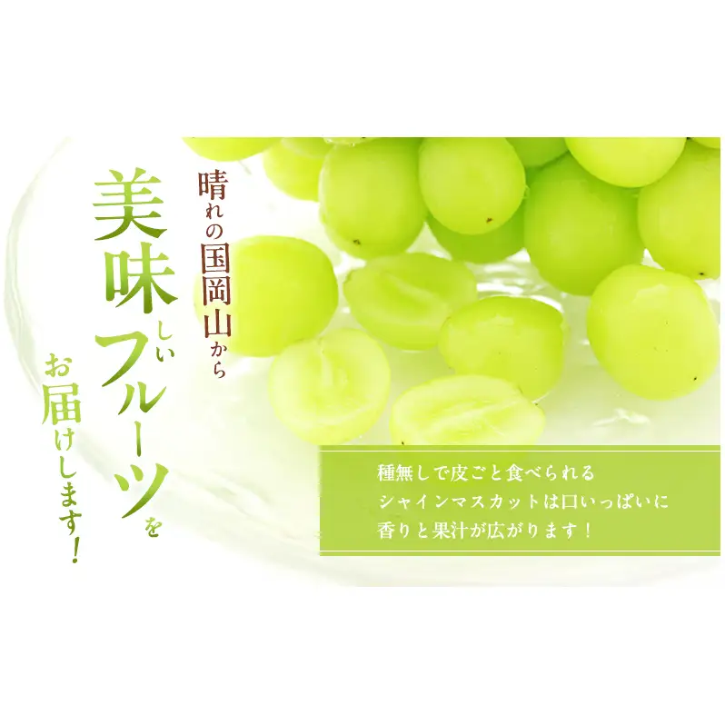 ぶどう 2026年 先行予約 ご家庭用 シャインマスカット 2～3房 約1.2kg ブドウ 葡萄  岡山県産 国産 フルーツ 果物 直送！せとうちバスケット 種なし 大粒 産地直送 デザート 