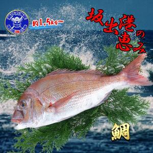【ギフト用】[下処理あり]≪瀬戸内海産≫朝1番水揚げされた天然真鯛を直送致します。［大サイズ］