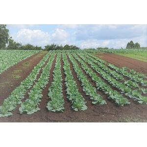 【定期便12回】野菜ソムリエの選ぶ旬のお野菜と果物セット