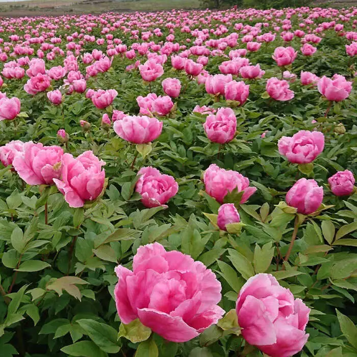 【先行予約】牡丹 1鉢  花 大根島 ぼたん [ALBC004] 2輪咲き