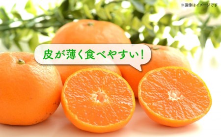 【先行予約】早生（宮川早生） みかん Sサイズ 約5kg ー2026年11月より発送ー 長与町/山口農園 [EBI009]  みかん 柑橘 果物 くだもの フルーツ 季節限定 数量限定 温州みかん ミカン 5kg 先行予約 産地直送 長崎県産 長与町