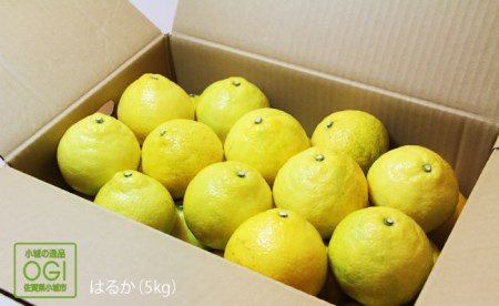 （先行予約開始）ご家庭用はるか（５kg） A080-036