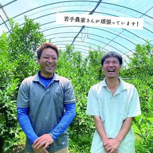 【先行予約】完熟きんかん「たまたま」1kg 果物 フルーツ くだもの 柑橘 金柑 おすすめ ブランド ギフト 贈り物 贈答 プレゼント おすそ分け おやつ スイーツ デザート 大きい 糖度が高い 常温 産地直送 宮崎県 綾町 送料無料【JA綾町】_A0114-256