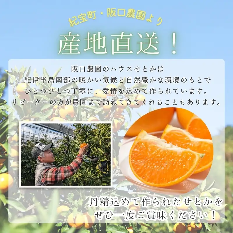 せとか 阪口農園のハウスせとか 3kg【msa001B】
