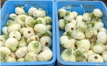 【先行予約】【3回定期便】玉ねぎとスイートコーンの定期便 / 玉ねぎ とうもろこし [IAO015]