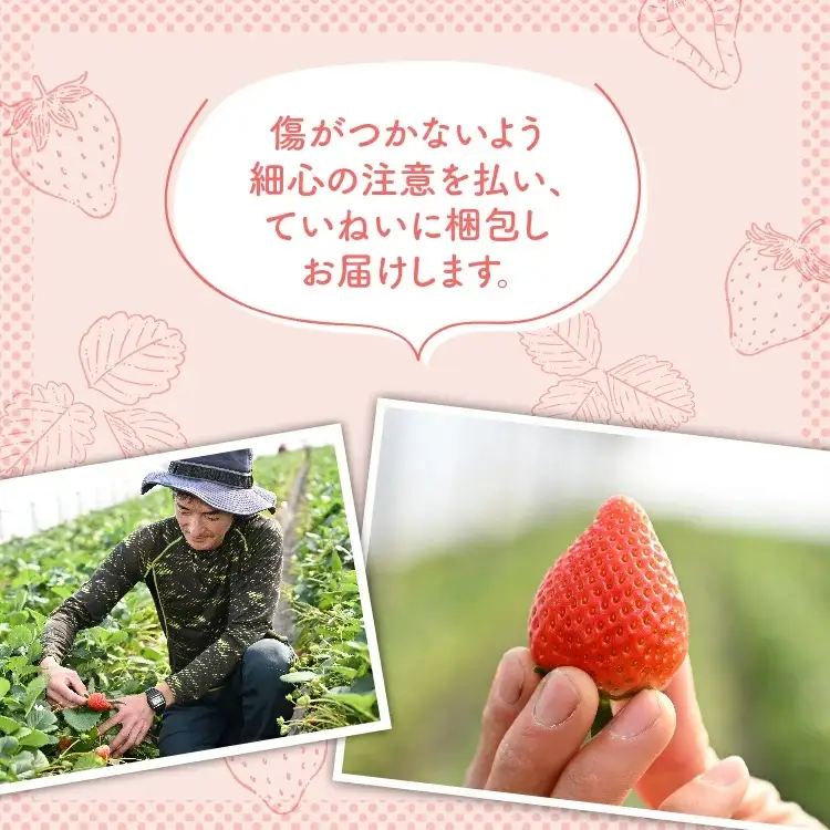 いちご とちあいか・スカイベリー食べ比べセット（290g×4パック）※2027年1月～発送