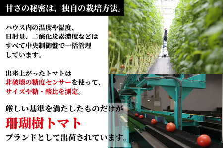 トマト 定期便 3回 計3kg 2027年3月下旬から発送 珊瑚樹トマト