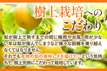 大渕観光梨園 梨 完熟梨 ( あきづき 新高梨 新興梨 のいずれか) フルーツ 果物 旬 期間限定 梨 約2.5～3kg (5～8玉) 熊本県長洲町産 《9月上旬-12月中旬頃出荷》