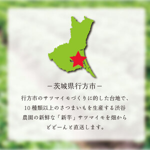 【2025年11月より順次発送】2025年度産 いろんなさつまいも食べ比べセット 約2.5kg(5～8品種)|さつまいも サツマイモ いも 芋 食べ比べ 茨城県 行方市（BZ-16）