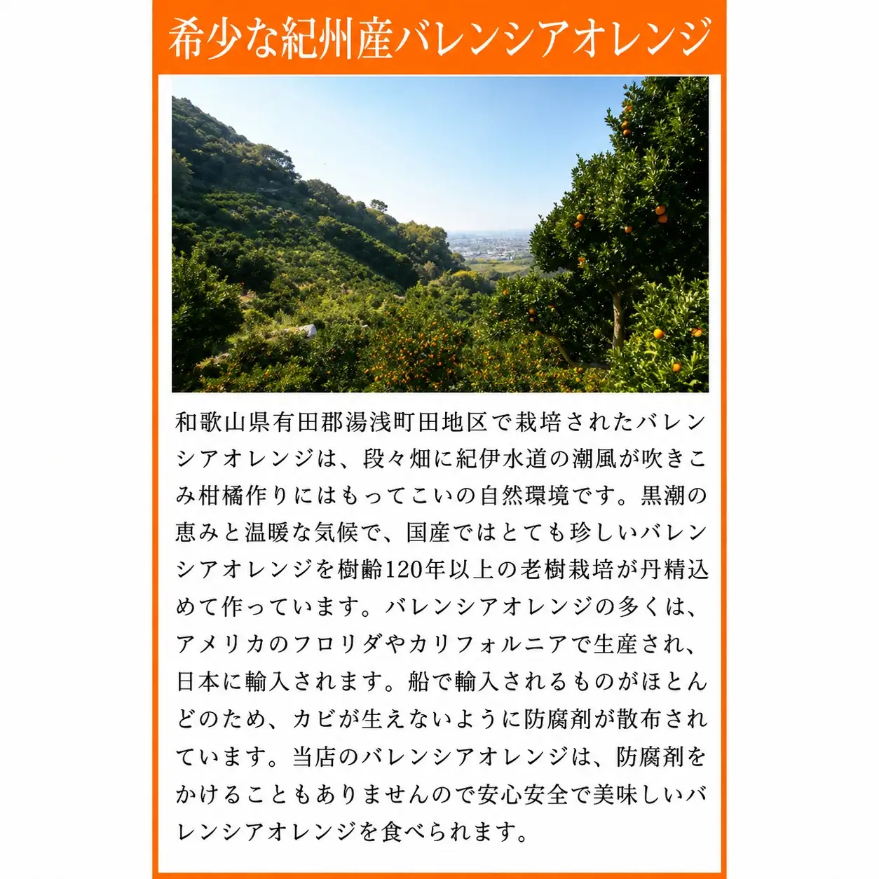 秀品　希少な国産バレンシアオレンジ　2.5kg　※2027年6月下旬頃〜7月上旬頃順次発送（お届け日指定不可）【uot752】