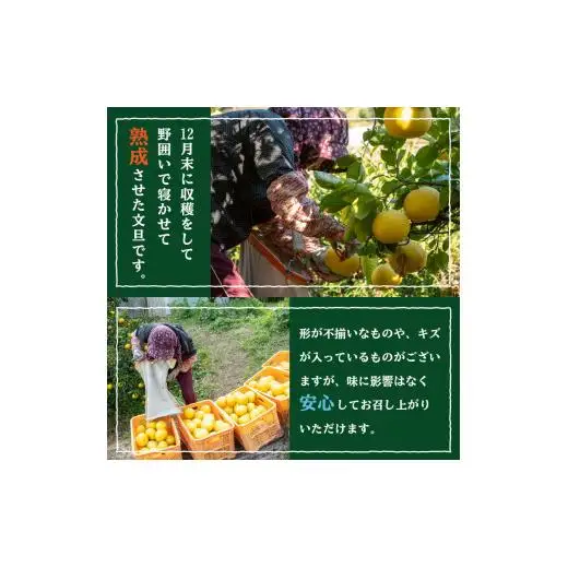 訳あり 文旦 5kg 先行予約