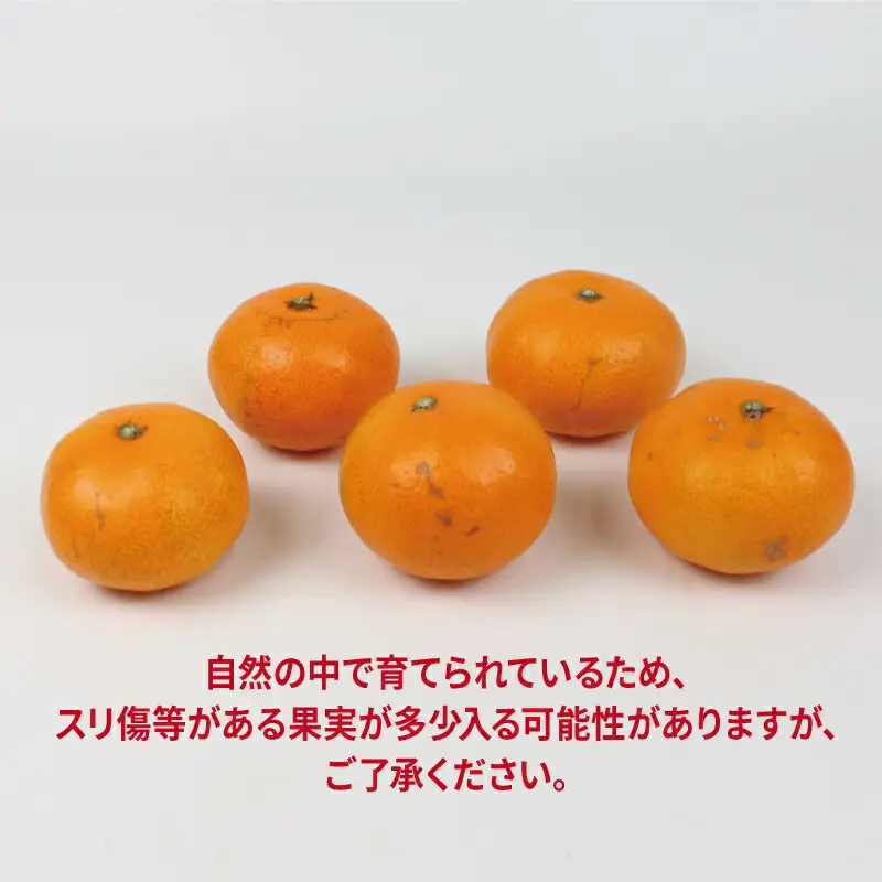 愛媛みかん 優品 早生温州 10kg JA 愛媛みかん B020-009001