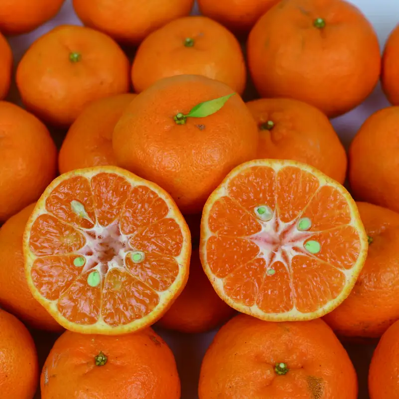 愛媛みかん 早生 ポンカン 10kg 平石農園 太田ポンカン 早生ポンカン ぽんかん みかん mikan 愛媛ミカン 愛媛蜜柑 果物 くだもの フルーツ 柑橘 甘い みかん 蜜柑 数量限定 産地直送 農家直送 国産 愛媛 宇和島 B011-017002