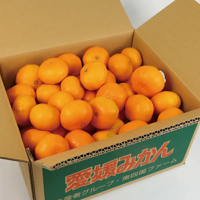 愛媛みかん 早生温州 7kg 家庭用 大小混合 南四国ファーム mikan みかん 不揃い 早生 温州 温州みかん 愛媛ミカン 愛媛蜜柑 果物 くだもの フルーツ 柑橘 蜜柑 産地直送 数量限定 国産 宇和島 B010-035001