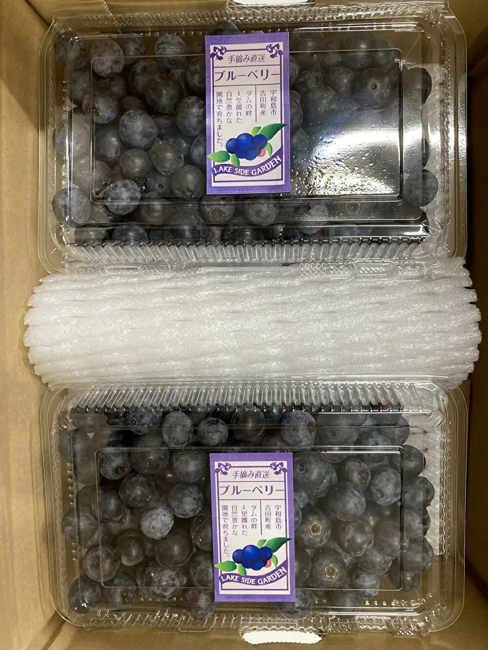 生ブルーベリー 約1.3kg 南四国ファーム ベリー F013-035006