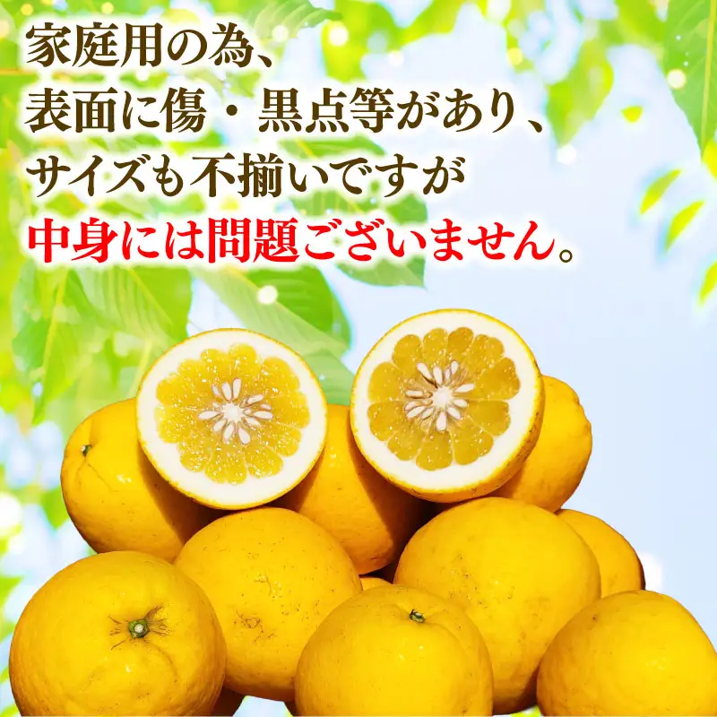 愛媛みかん 河内晩柑 家庭用 約 10kg つばさ農園 河内晩柑 B010-048004