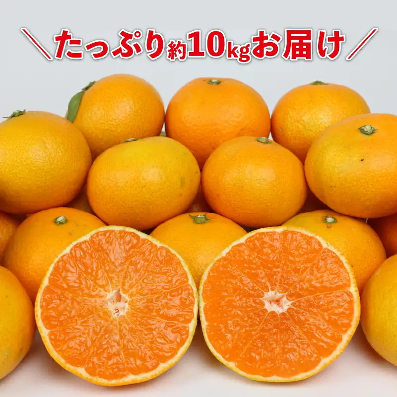 早生 みかん 10kg 家庭用 陽だまりミカン 早生 B012-050001