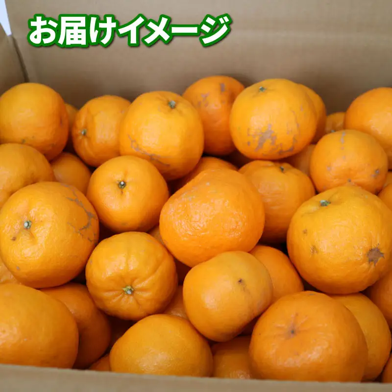 【ポンカン】冬の柑橘ポンカン 9kg NBU B015-058003