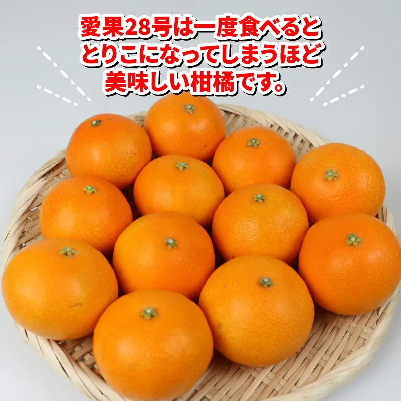 【紅まどんな と同品種】 まどんな 愛果28号 2kg 家庭用 ハウス栽培 ハマみかん 高級 B012-075001