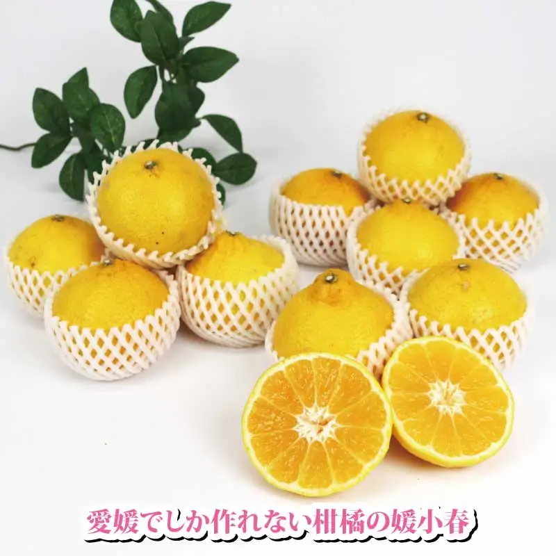 【果物】媛小春約2kg特選矢野青果果物みかん蜜柑|B015-171040