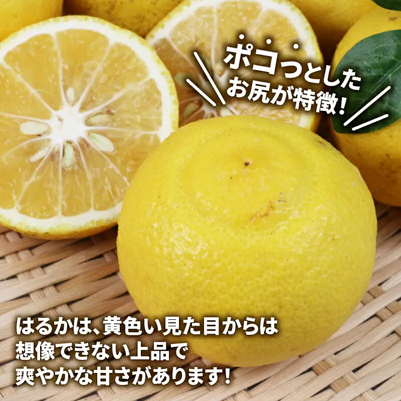 訳あり はるか 5kg マル南フルーツ はるか B012-106003