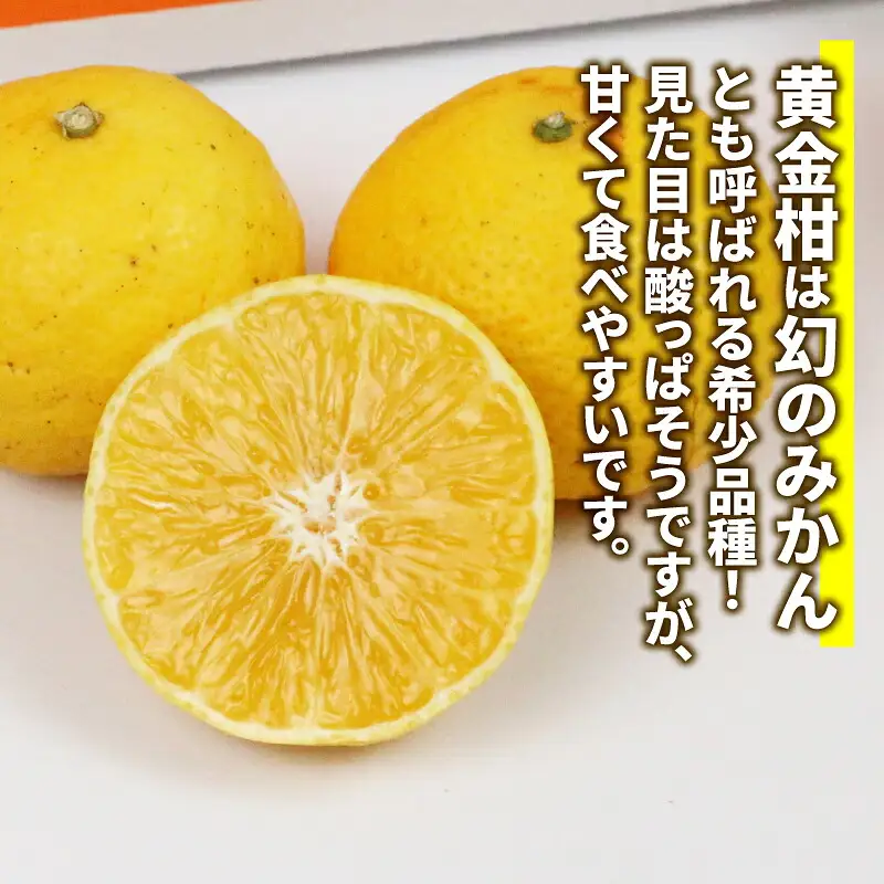 訳あり 黄金柑 3kg マル南フルーツ 黄金柑 B010-106010