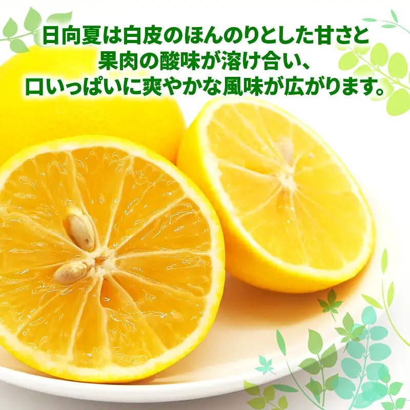 訳あり 日向夏 5kg マル南フルーツ 日向夏 B010-106013