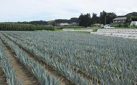 甘さが自慢の下仁田葱（Lサイズ 15本） とろける 甘い ねぎ ネギ 王様ねぎ 殿様ねぎ 特産 栄養たっぷり ブランド 上州ねぎ すきやき F21K-613