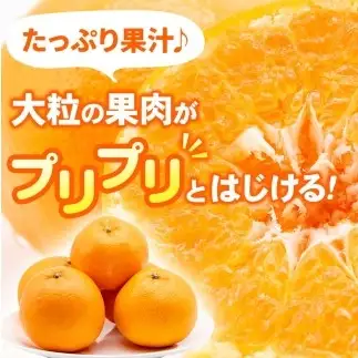 【先行予約】 家庭用 はるみ 訳あり 2.5kg+250g（傷み補償分）/ 春 みかん 光センサー選別 ※2027年2月上旬〜3月下旬ごろに順次発送予定 ※北海道・沖縄・離島への配送不可  【ikd013-c-2d5B】