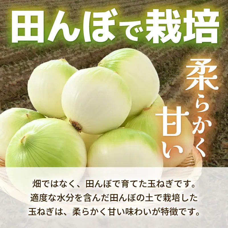 【先行予約】採れたて 新玉ねぎ 5kg（サイズ S M L ミックス）田んぼで育てた甘くて柔らか自慢の玉ねぎ！／ 常備 野菜 玉葱 たまねぎ 新鮮 ※2027年6月上旬以降順次発送予定  [aw056-a019]