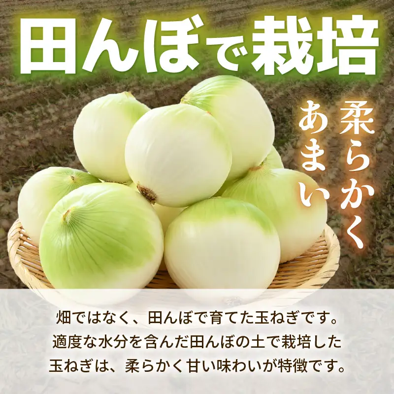 【先行予約】採れたて 新玉ねぎ 10kg（サイズ S M L ミックス）田んぼで育てた甘くて柔らか自慢の玉ねぎ！／ 常備 野菜 玉葱 たまねぎ ※2027年6月以降順次発送予定 [aw056-a020]