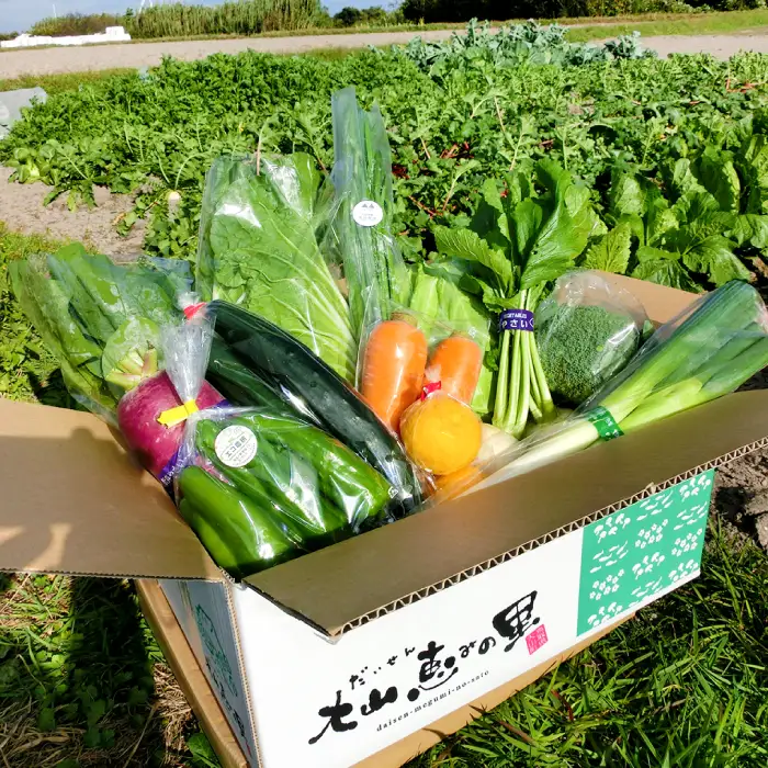 新鮮朝採れ野菜　お手頃セット【 新鮮野菜 6~8種類 季節 旬 野菜 果物 詰め合せ 国産 おまかせ ミニセット 葉物 根菜 冷蔵 野菜室 加工品 鳥取県産 季節限定 山菜 加工品】