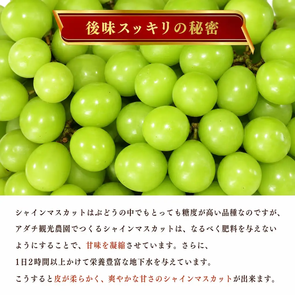 【数量限定マスカット】朝どれ！「シャインマスカット1.5kg(2～3房)」◆アダチ観光農園直送の絶品ぶどう◆ぶどう ブドウ 葡萄 マスカット シャインマスカット 種無し 種なし 皮ごと 皮ごと食べられるぶどう 果物 フルーツ 産地直送 期間限定 兵庫県 朝来市 AS2CF1