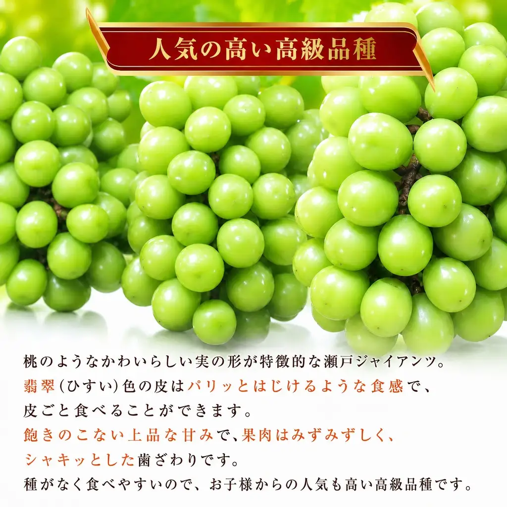【数量限定マスカット】朝どれ！「瀬戸ジャイアンツ1.5kg(2～3房)」◆アダチ観光農園直送の絶品ぶどう◆ぶどう ブドウ 葡萄 マスカット 種なしぶどう 種無しぶどう 種無し 種なし 皮ごと 皮ごと食べられるぶどう 果物 フルーツ 産地直送 期間限定 兵庫県 朝来市 AS2CB3