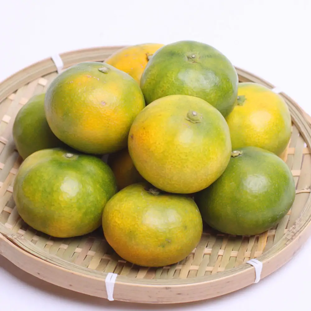 プレミアム 有田みかん（ゆら早生）5kg+250g（傷み補償分）【ikd016C】
