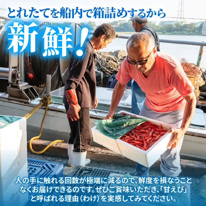 【化粧箱入り】【訳あり】ふくい甘えび（真空冷凍）300g × 2パック 計600g 無添加・無着色 アマエビ えび 海老 [A-13516]