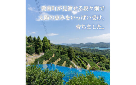 レモン 約 1.5kg 12個