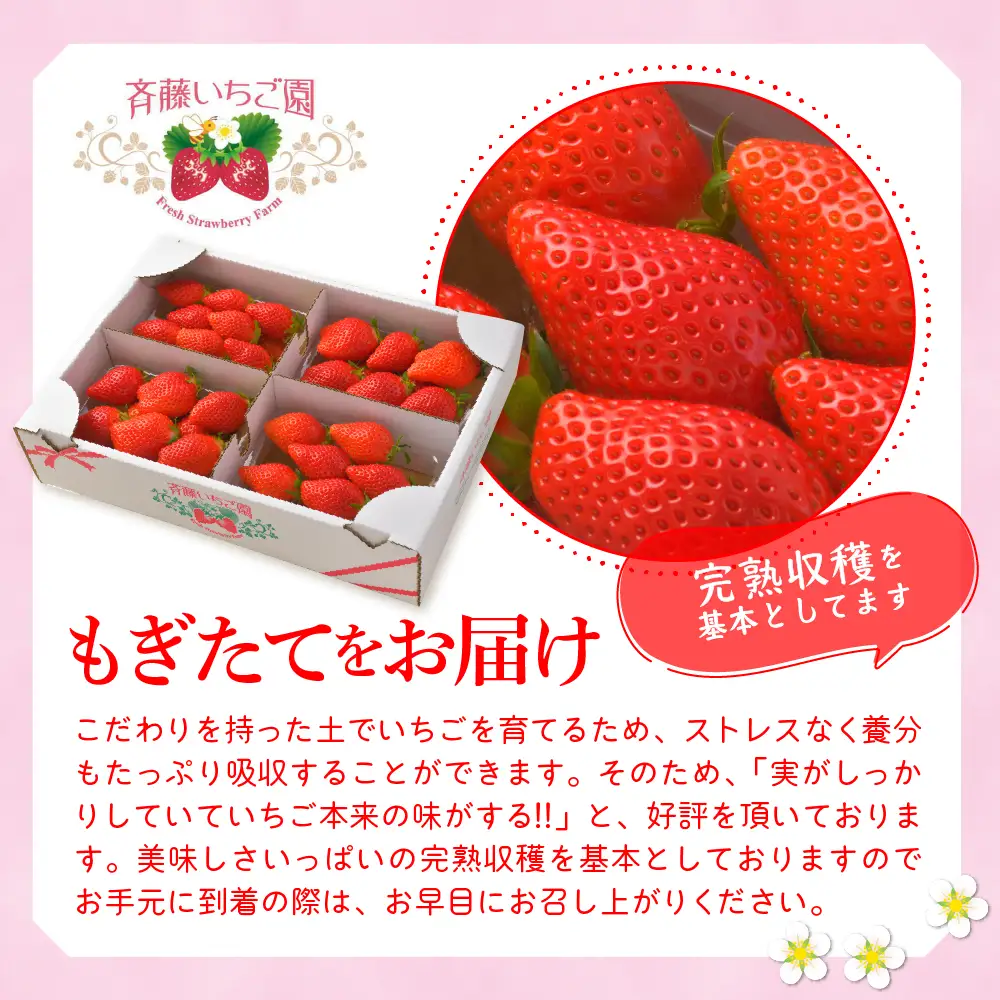 【クール便】2027年3月発送 いちご やよいひめ 約340g×4