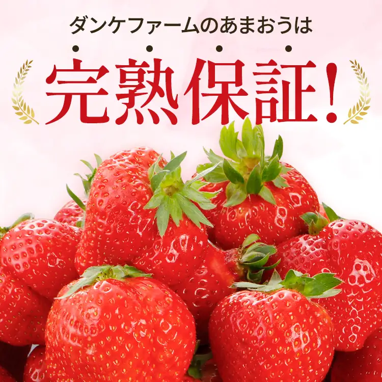いちご あまおういちご 約275g×4P R9年3月～5月中旬順次発送