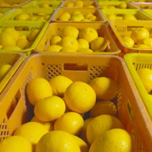 【先行予約】 甘夏 5kg 減農薬 柑橘 フルーツ 愛媛みかん ポンカン 文旦 河内晩柑 温州みかん ブラッド オレンジ ネーブル せとか なつみ 蜜柑 みかん 檸檬 果物 果実 ジューシー 数量限定 さっぱり 甘い 第一マルエム 愛媛県 愛南町