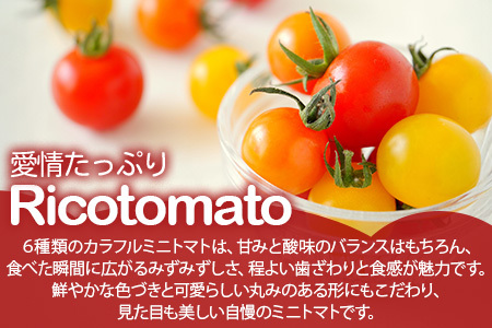 【先行受付】2027年1月より順次発送予定｜カラフルミニトマト6種1kg｜ミニトマト トマト プチトマト 野菜 農家直送 ギフト ｜佐賀県鹿島市｜たにぐちファーム Ricotomato（リコトマト）～とりこになるトマト～ B-280