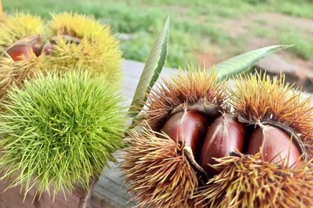 丹波栗 大粒 2L～3L 1.2kg 栗
