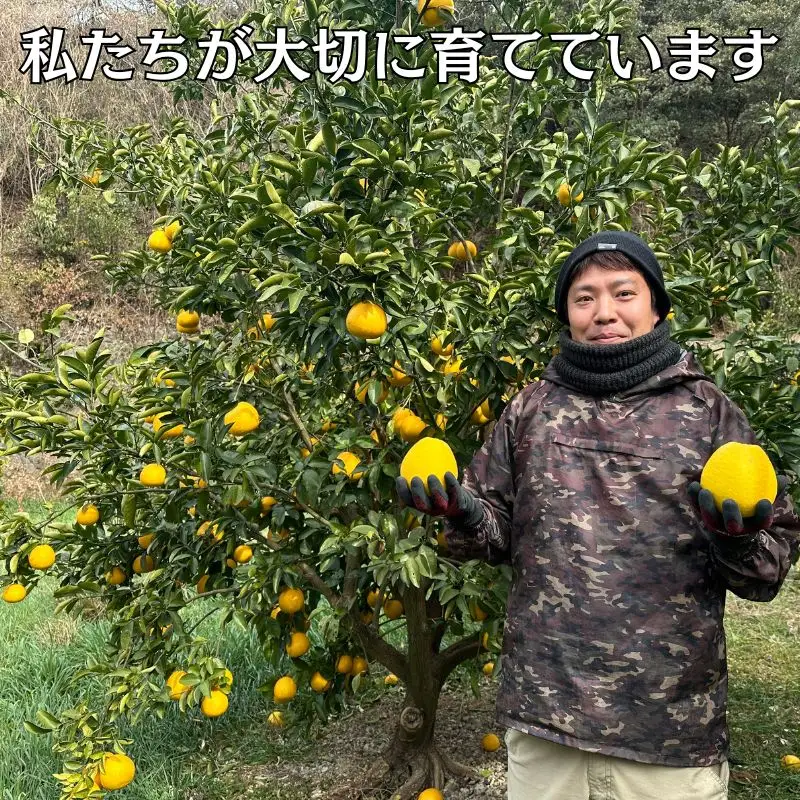 【10営業日以内発送】訳あり 河内晩柑 ばんかん 約 4kg 不揃い 大小ミックス 傷あり 期間限定 すぐ届く あっさり すっきり 甘い 柑橘 かんきつ フルーツ 果物 くだもの 厳選 愛媛 みかん 蜜柑 愛南 ご当地 ブランド 野菜 サラダ ピール ゼリー お菓子 デザート マルエム直販 愛媛県 愛南町