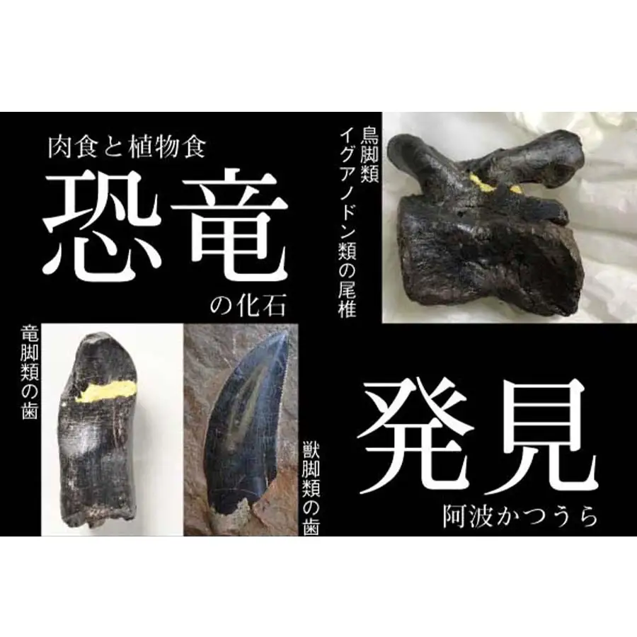 かつうら恐竜サイダー 12本