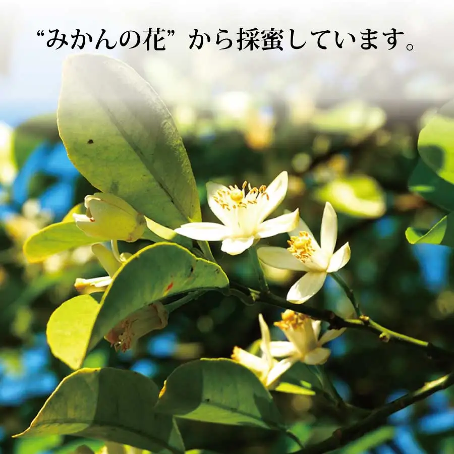 蜜柑園の天然純正蜂蜜 720g