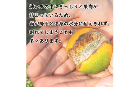 先行予約 数量限定 甘平 4.5kg みかん 前田ファーム みかん 蜜柑 柑橘 みかん 愛媛県 愛南町 みかん 発送期間: 2024年2月1日?3月1日