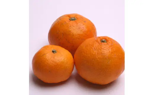 家庭用 有田 みかん サイズ混合(2S～2L) 5kg+250g ※11月発送(完熟) / 温州みかん 有田みかん 訳あり 甘い 光センサー選果 果物 柑橘 和歌山 ※北海道・沖縄・離島への配送不可 【ikd004-cm-5-novC】