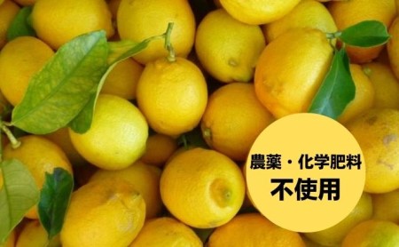 【 小豆島 】 豊島レモン サイダー 250ml 24本 檸檬 レモン 爽やか 飲料 ドリンク 豊島 香川 香川県 土庄 土庄町